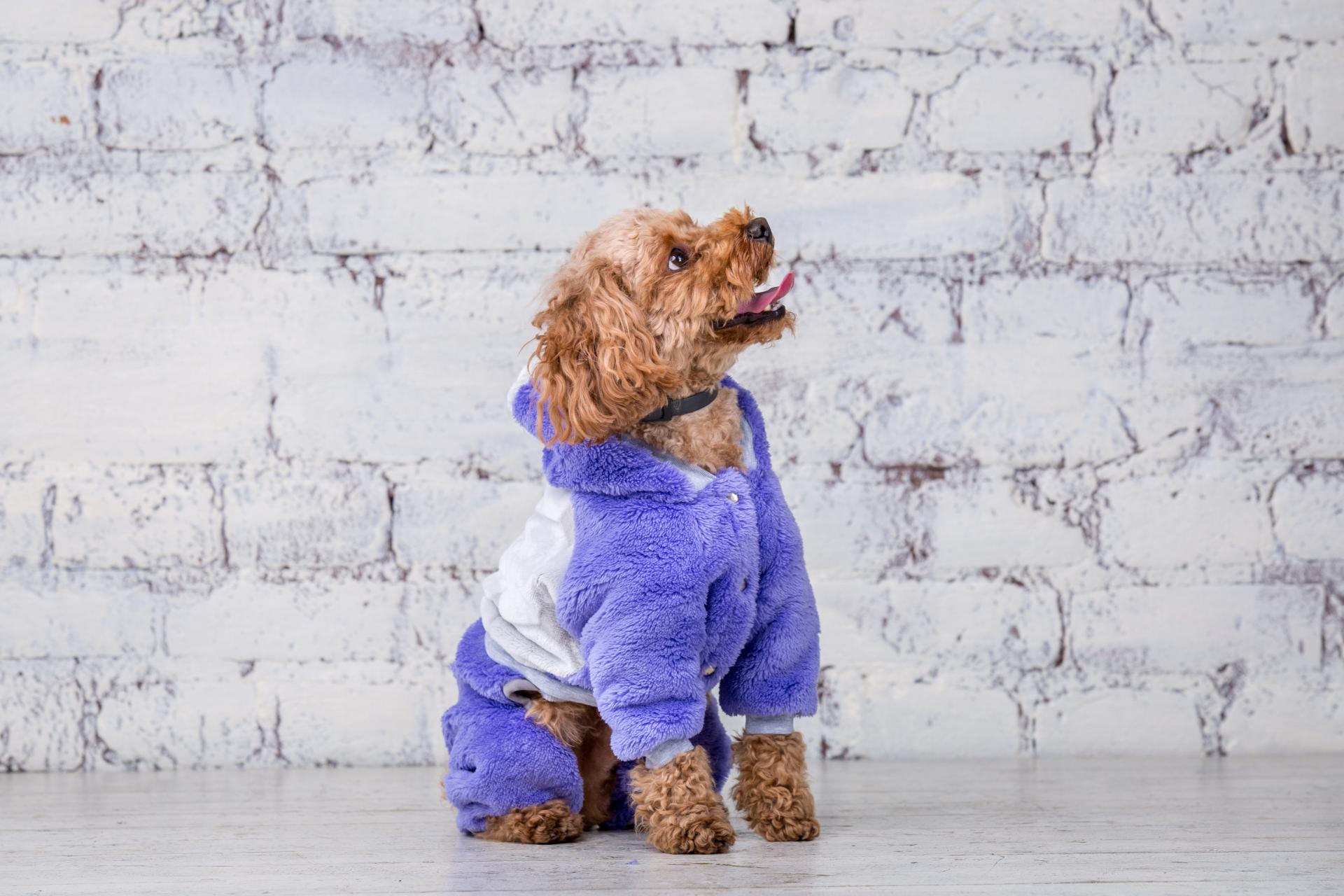 犬の画像
